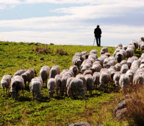 Ramljak Family Farm - first class produce and shepherding experience